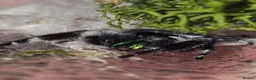 Spiders invertebrates for sale: Bahamas jumping spiders - Advert 2