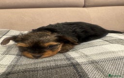 Yorkshire Terrier dogs for sale: YORKSHIRE TERRIER 2 BOYS  - Image 8