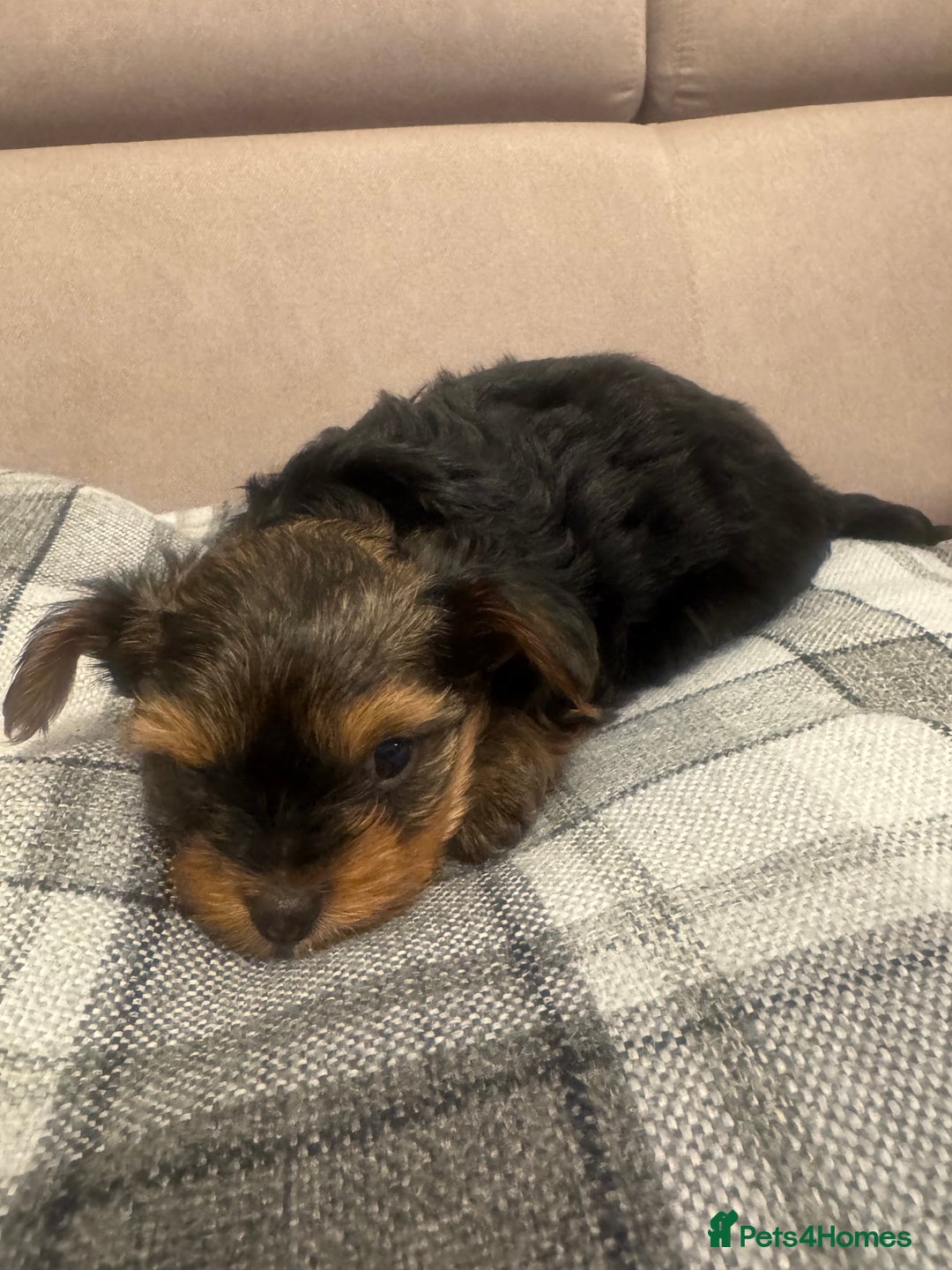 Yorkshire Terrier dogs for sale: YORKSHIRE TERRIER 2 BOYS  - Image 8