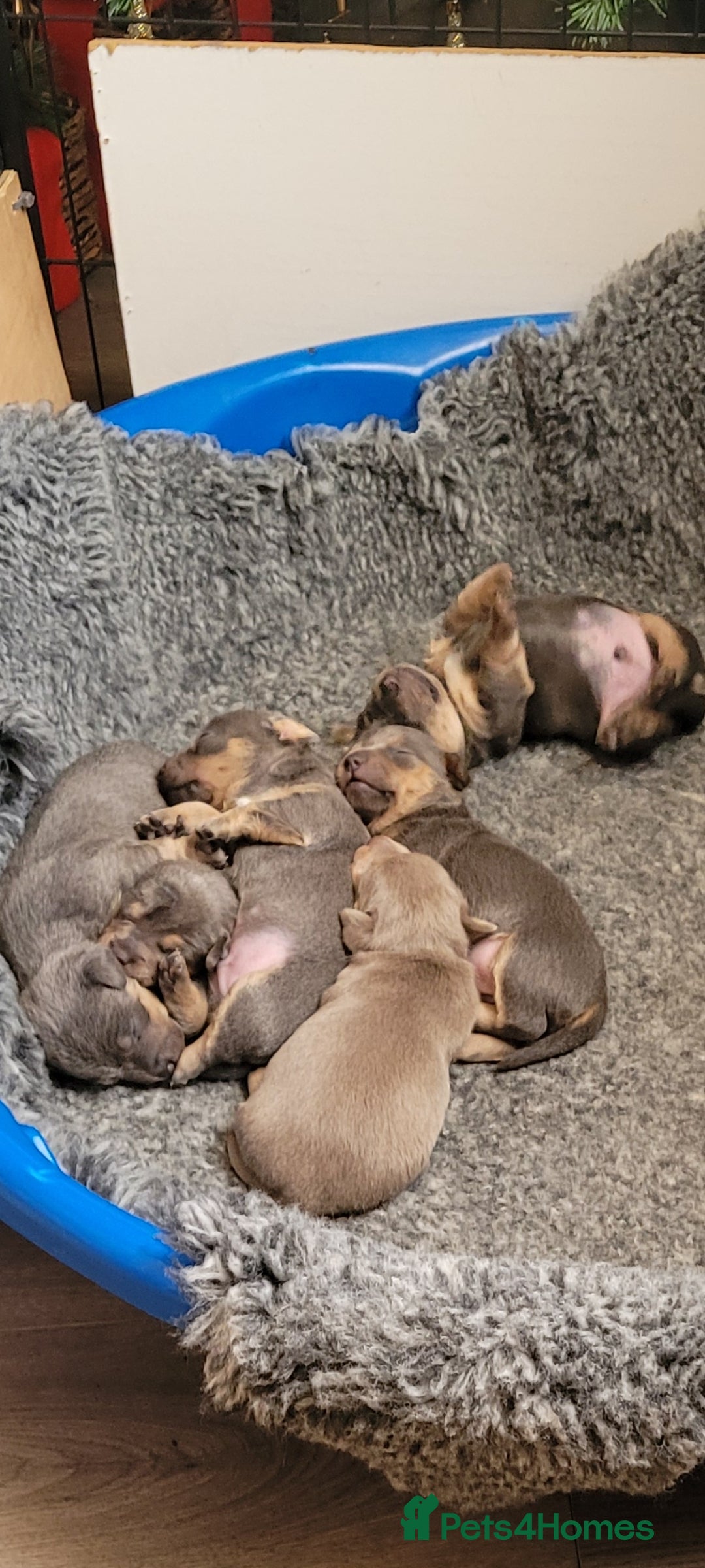 Jack Russell dogs for sale: Beautiful Lilac/ blue jack russell puppies - Advert 4