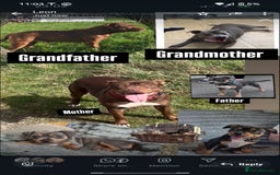 Staffordshire Bull Terrier dogs for sale: Staffordshire Bull terriers - Image 14