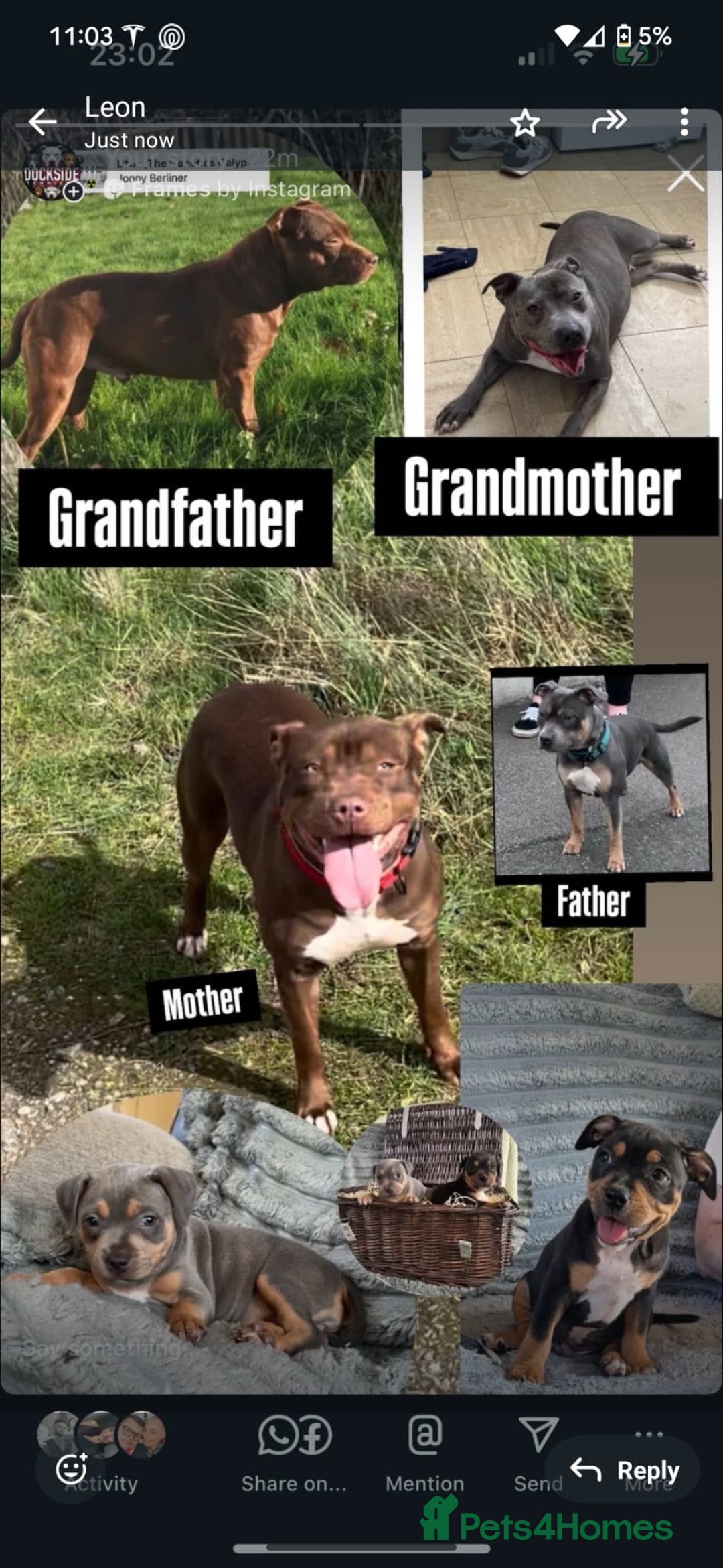 Staffordshire Bull Terrier dogs for sale: Staffordshire Bull terriers - Image 14