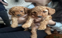 Cockapoo dogs for sale: Adorable F1B puppies born weekly pictures progress - Image 5