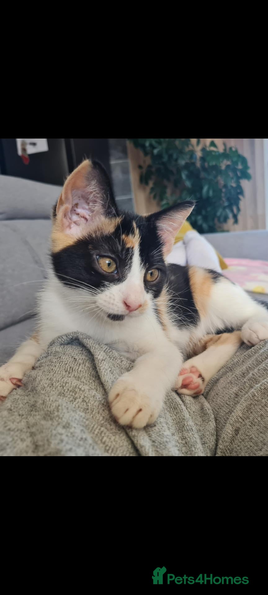 Mixed Breed cats Lovely little kittens🩵 - Advert 2