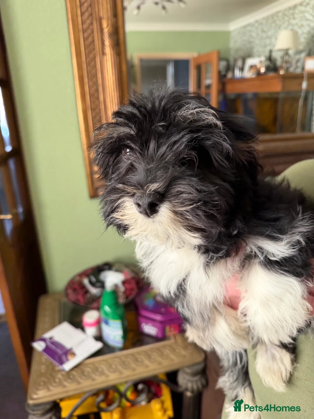 Havanese dogs for sale: ***Beautiful Havanese Puppies *** - Advert 36