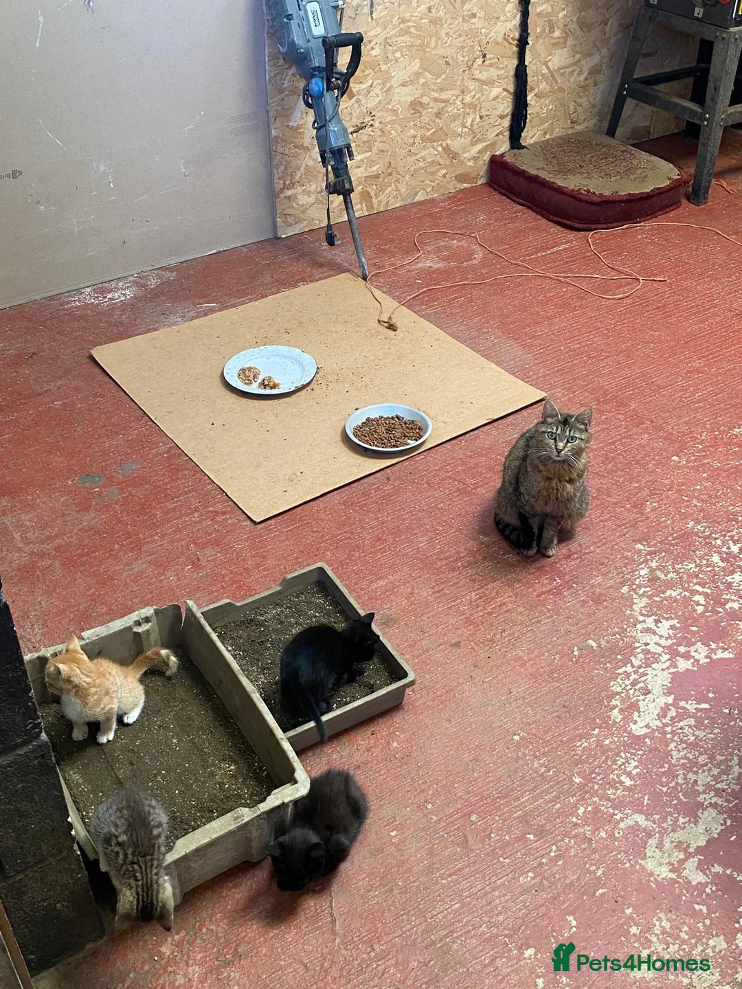 Mixed Breed cats for sale: Farm bred kittens available for there new homes - Advert 2