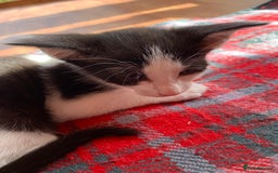 Siamese cats for sale: 2 half Siamese kittens  - Image 16