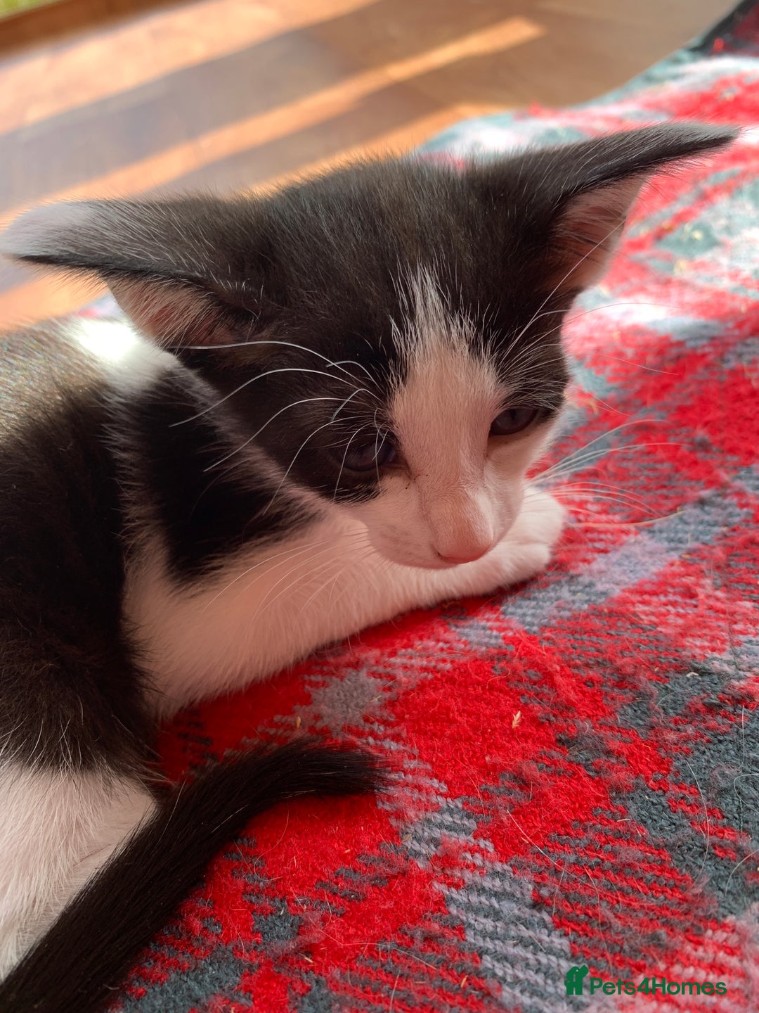 Siamese cats for sale: 2 half Siamese kittens  - Image 16