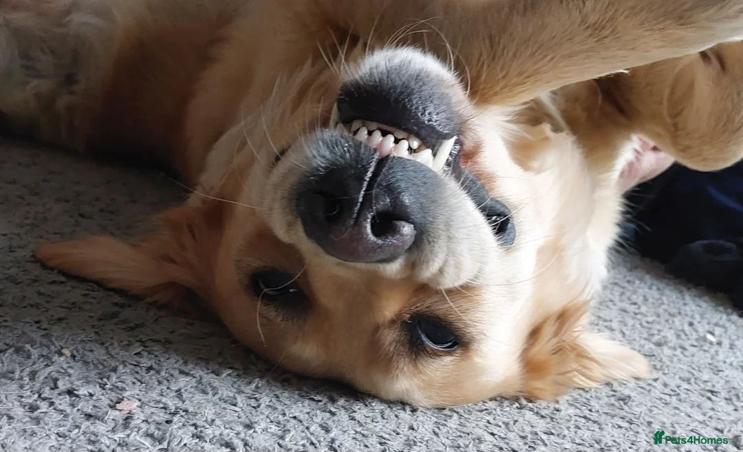 Golden Retriever dogs for sale: One beautiful golden girl still available.  - Advert 1