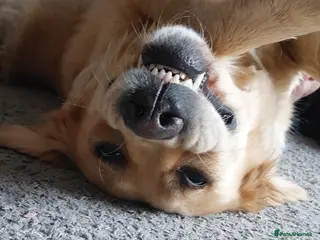 Golden Retriever dogs One beautiful golden girl still available. - Advert 18