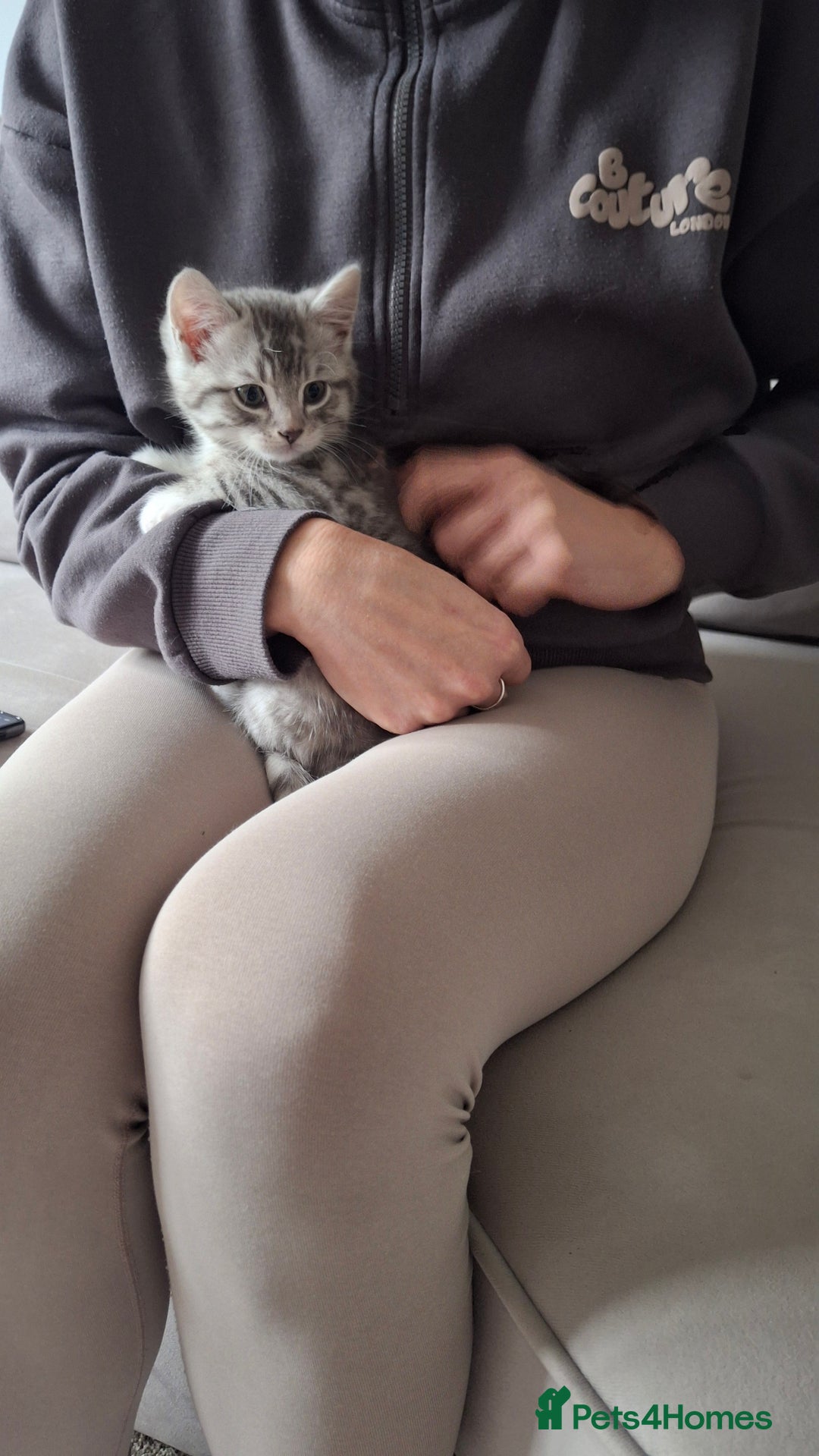 British Shorthair cats for sale: 2 males lovely cats  - Image 4