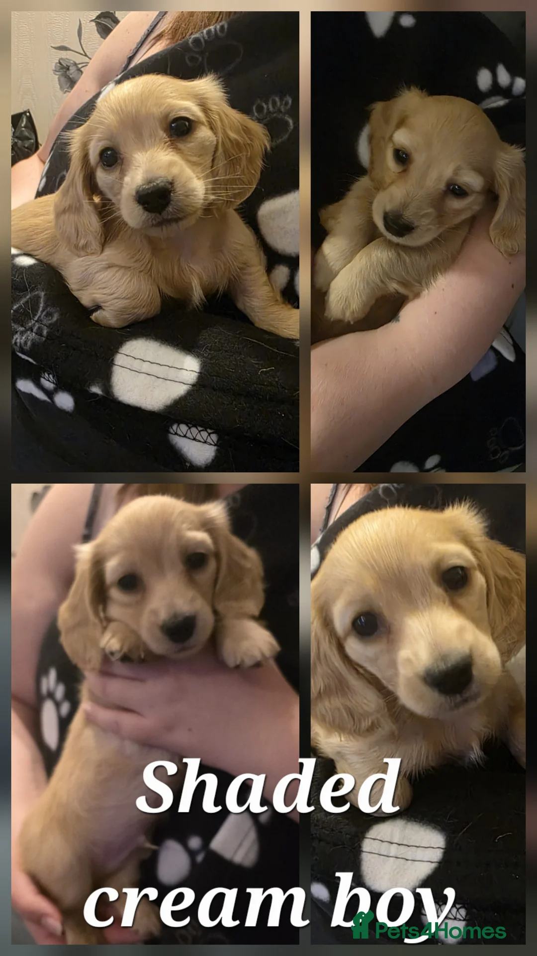 Miniature Dachshund dogs for sale: Long haired miniature Dachshund puppies - Advert 2