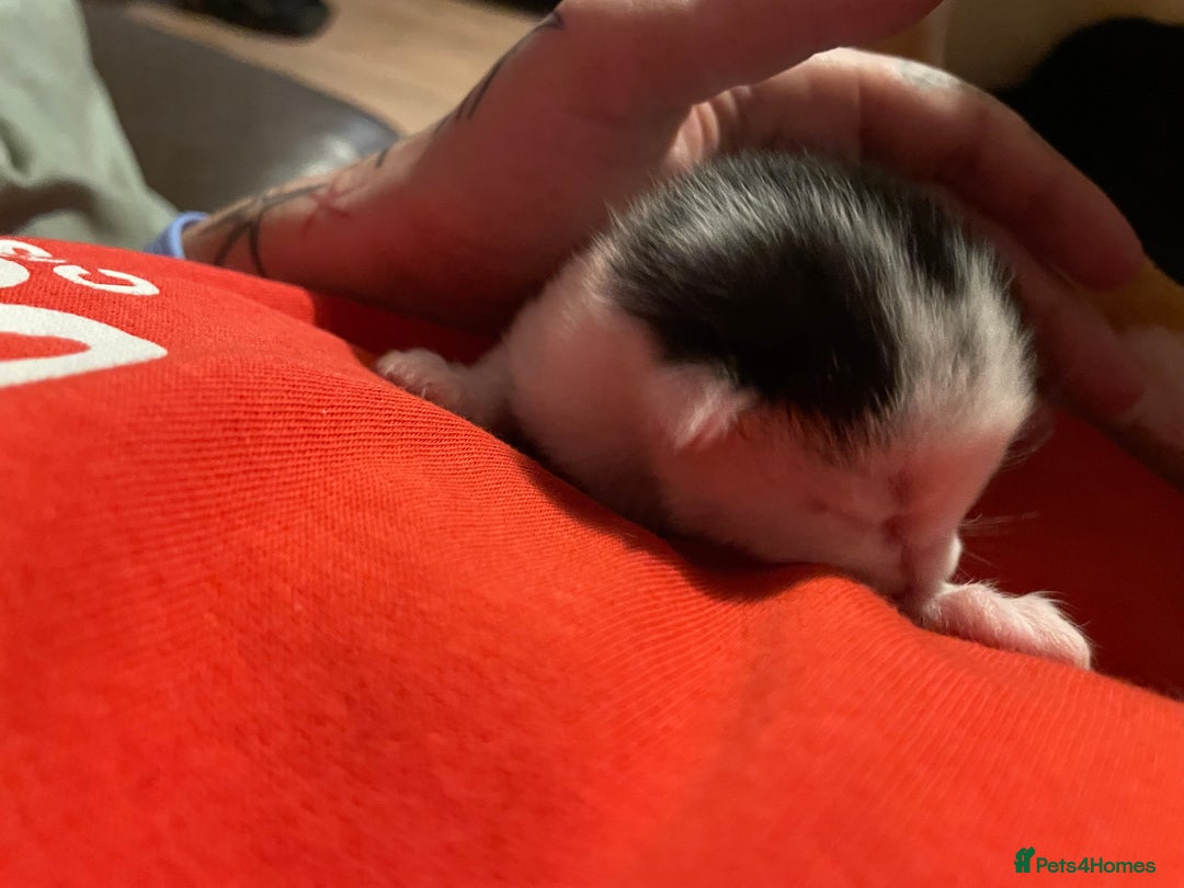 Mixed Breed cats for sale: Beautiful kittens  - Advert 16