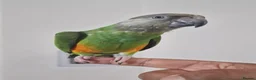 Budgerigars birds for sale: Senegal Parrot With Cage! - Advert 3