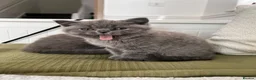 British Shorthair cats for sale: Adorable British Shorthair Kittens 🐾 - Advert 2