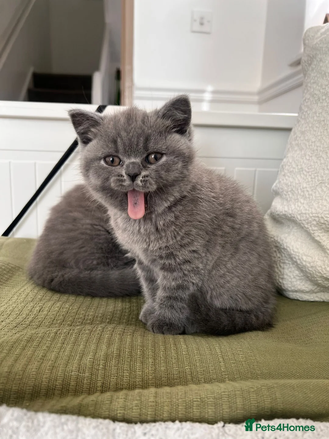 British Shorthair cats for sale: Adorable British Shorthair Kittens 🐾 - Advert 2
