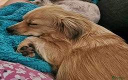 Mixed Breed dogs for adoption: Senior rescue Buddy is looking for a second chance - Image 4