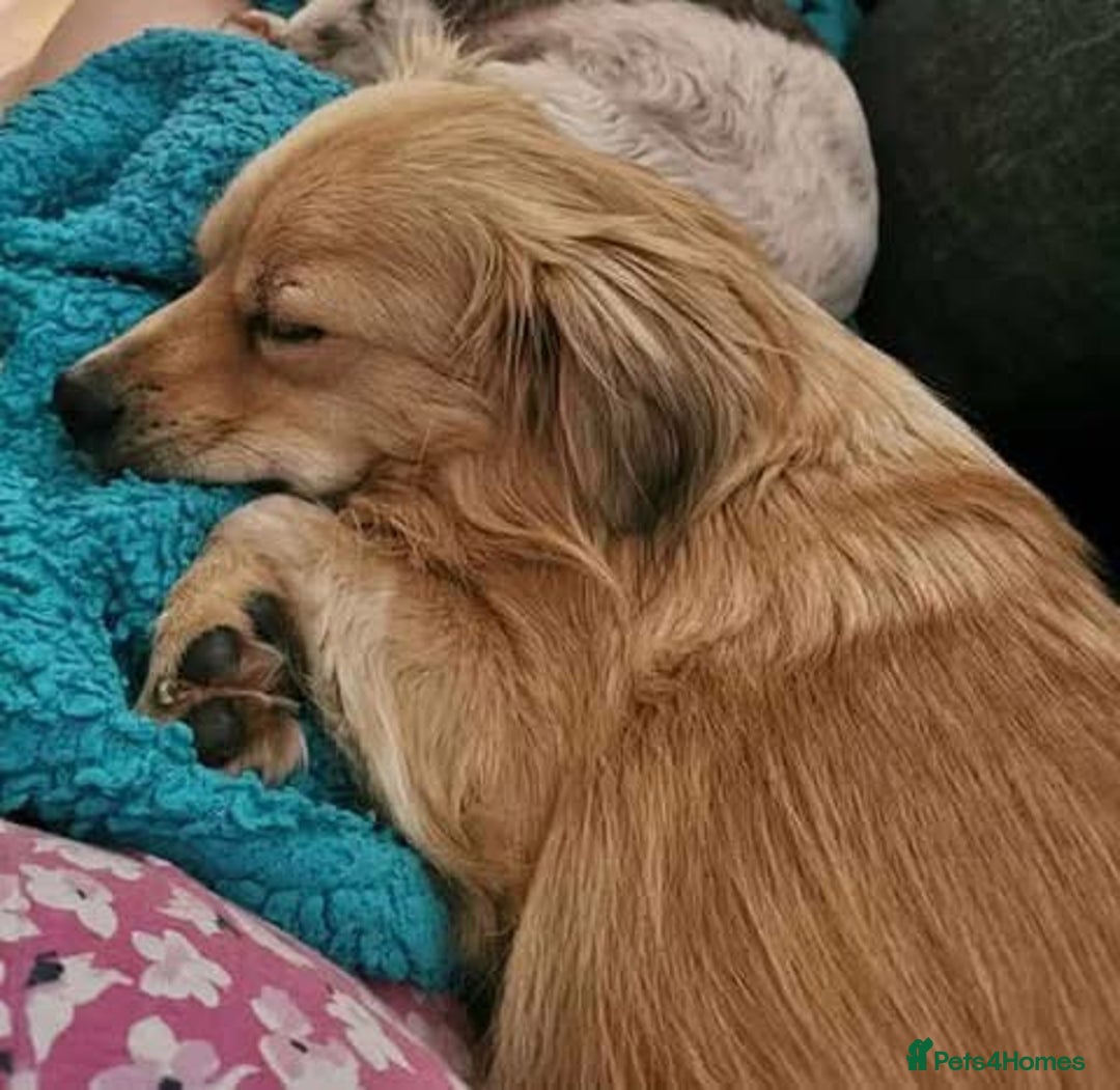 Mixed Breed dogs for adoption: Senior rescue Buddy is looking for a second chance - Image 4