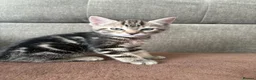 Mixed Breed cats for sale: The most adorable kittens for sale in London - Advert 5