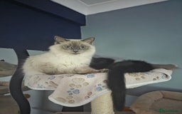 Ragdoll cats for sale: Ragdoll x tabby cat - Image 4