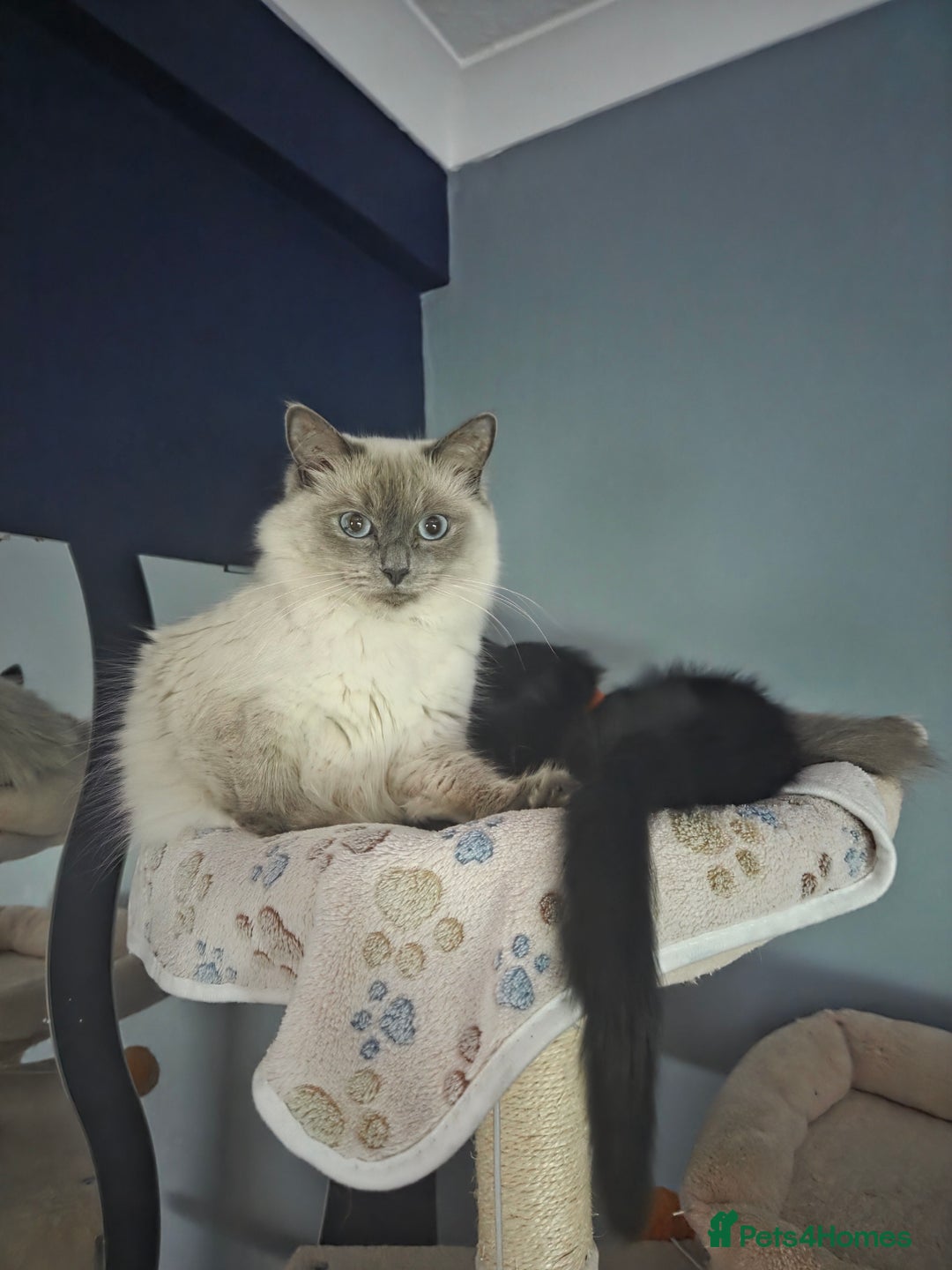 Ragdoll cats for sale: Ragdoll x tabby cat - Image 4
