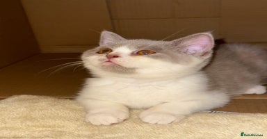 British Shorthair cats - Advert 2