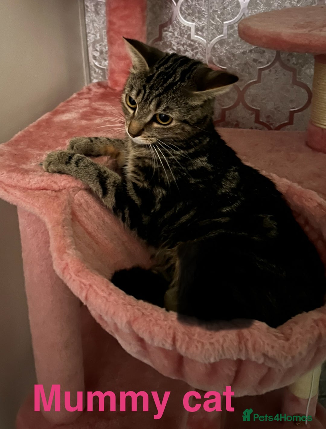 Bengal cats for sale: Gorgeous bengal kittens. READY NOW!!!! - Image 16