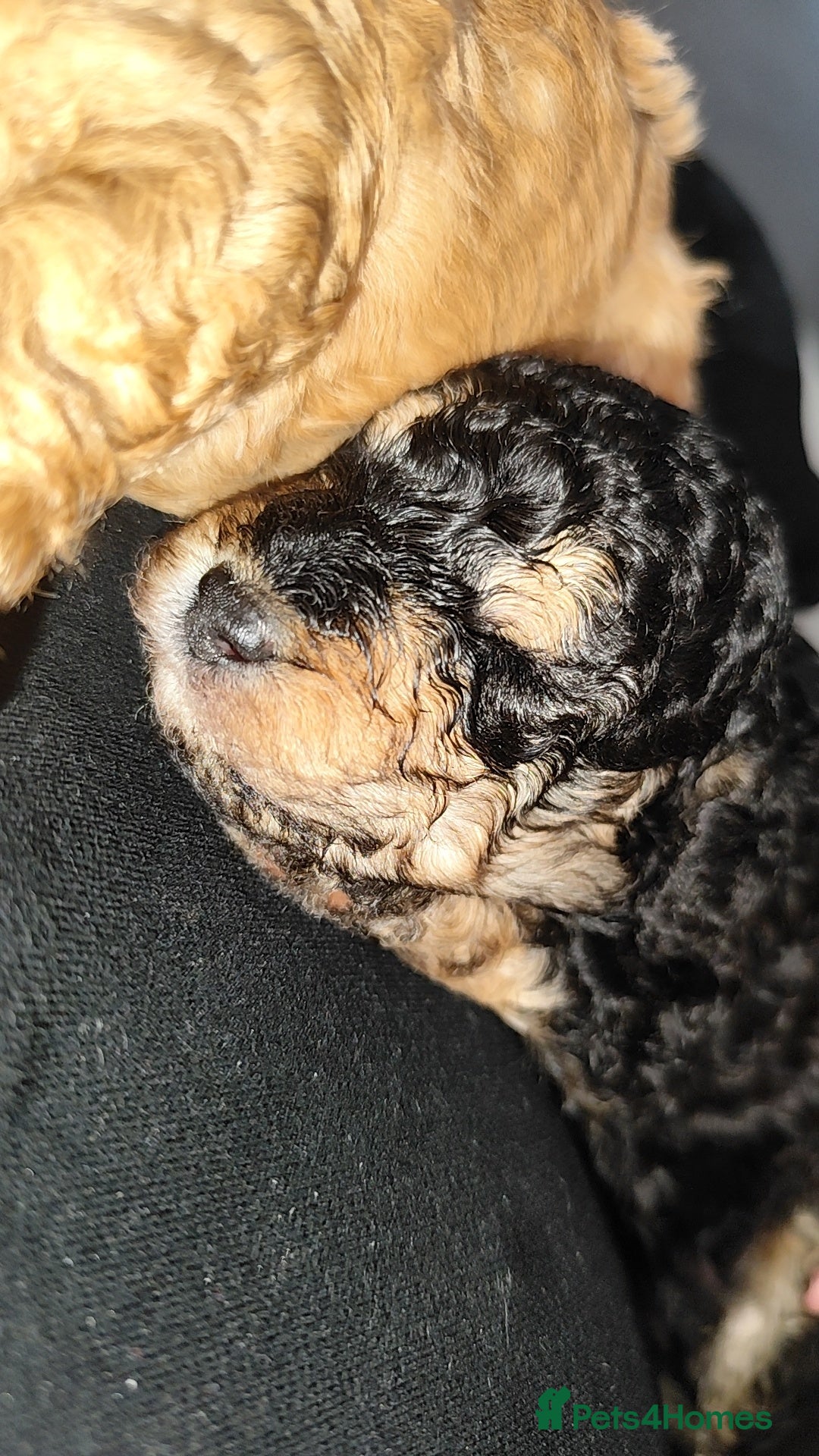 Toy Poodle dogs for sale: Two beautiful boy toy poodles - Advert 7