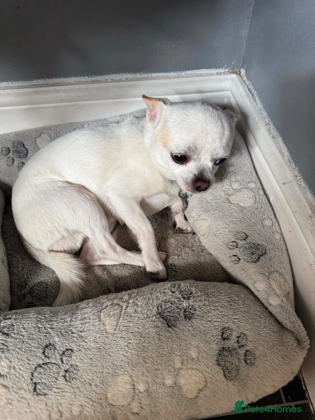 Chihuahua dogs for sale: Chihuahua in Crewe - Advert 4