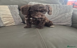 Cockapoo dogs for sale: F1 cockapoo - Ready Now - Image 36