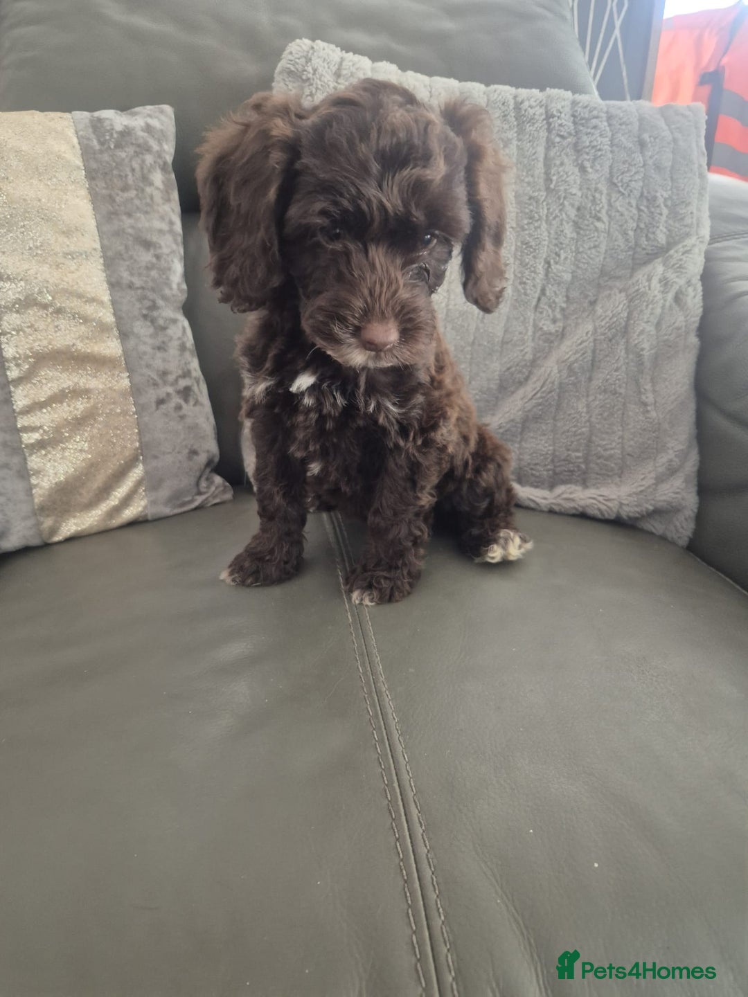 Cockapoo dogs for sale: F1 cockapoo - Ready Now - Image 36