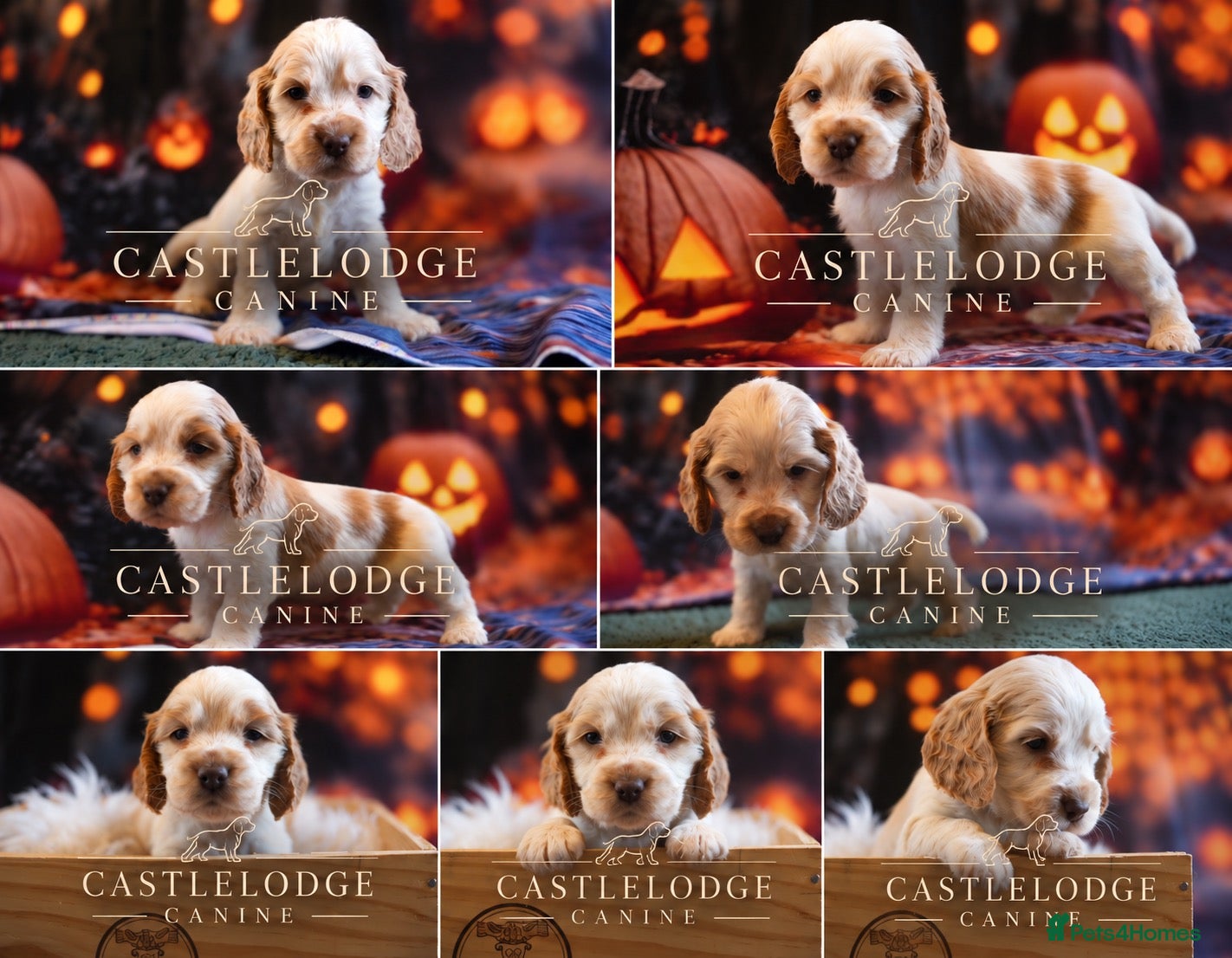Cocker Spaniel dogs for sale: Exceptionally well health tested Kc show cockers - Advert 1