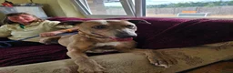 Mixed Breed dogs for adoption: Beautiful Sadie  - Advert 7
