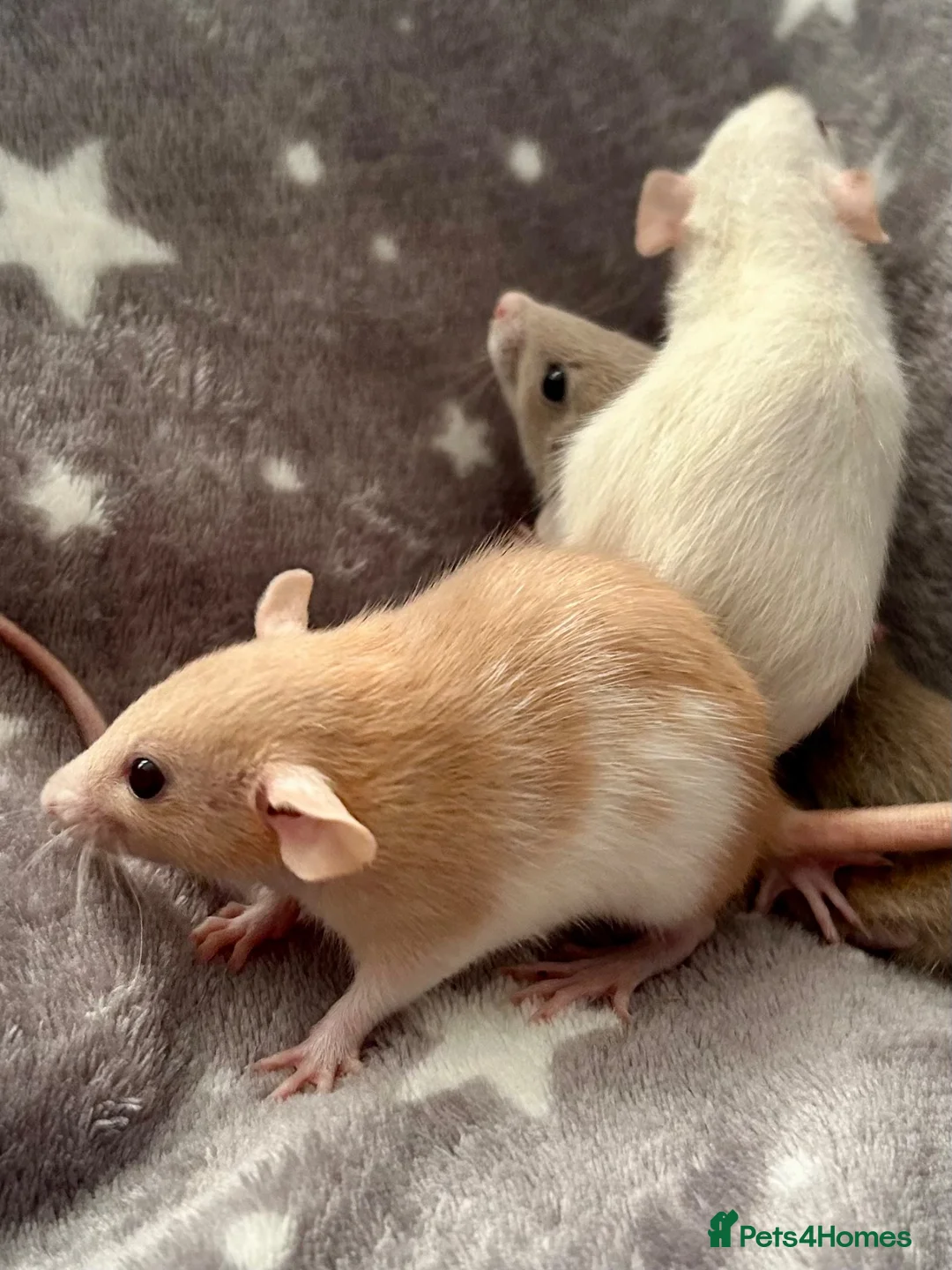 Rat rodents for sale: Baby Dwarf Dumbo Rats-Male and Female  - Advert 2