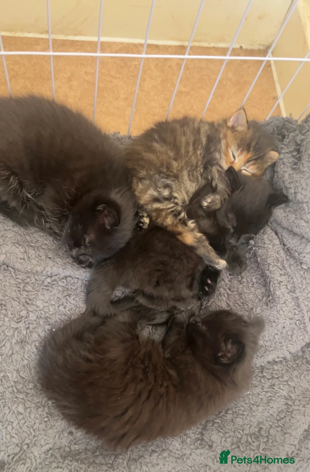 Bengal cats for sale: bengal x  - Advert 2