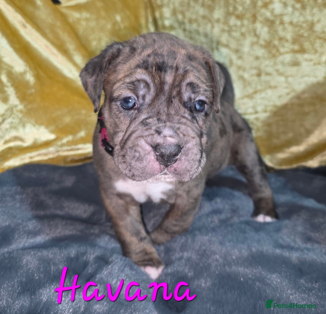 Boxer dogs for sale: Very unusual & Rare Boxer cross - Advert 31