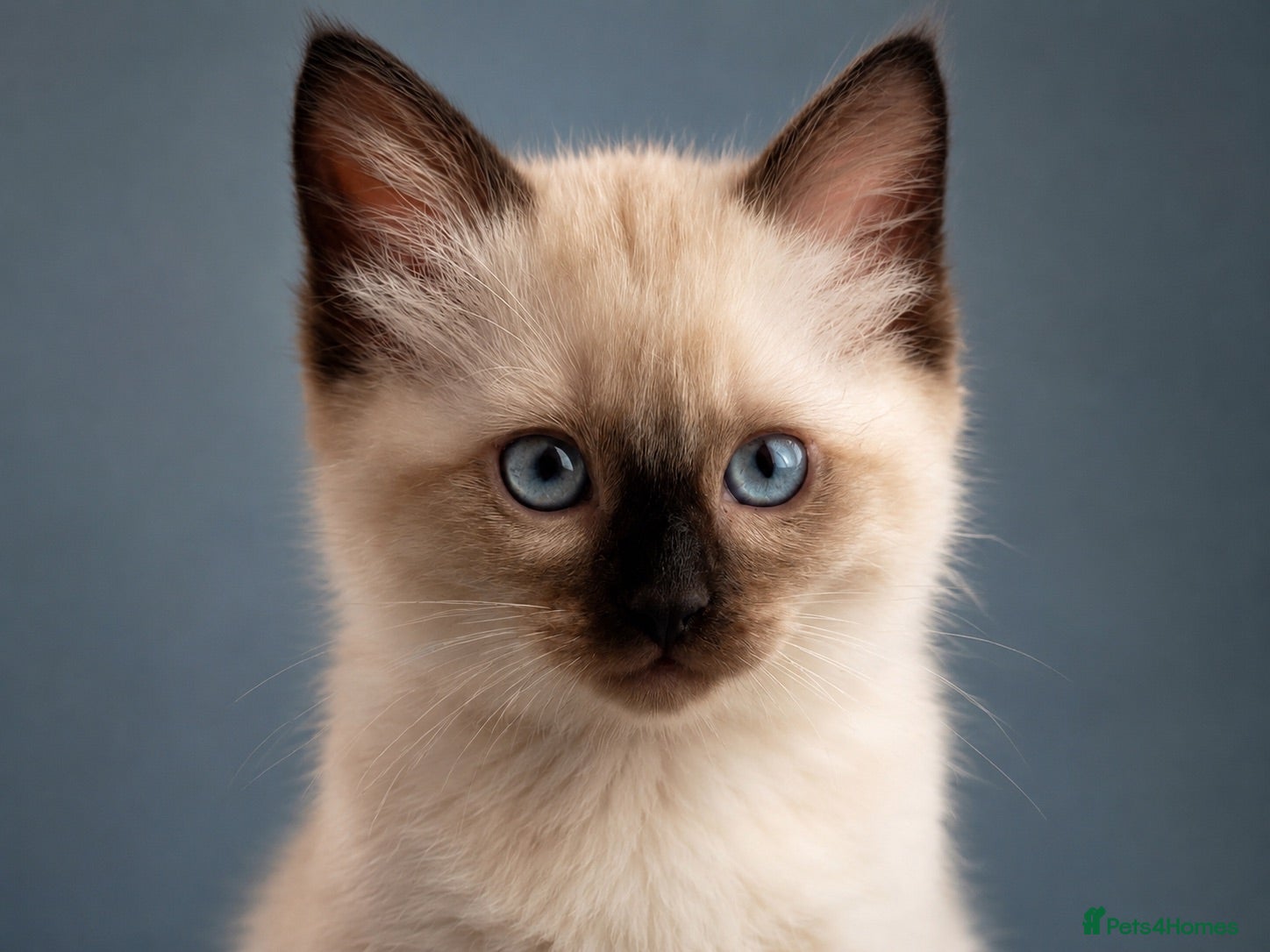 Ragdoll cats READY! LAST Available Seal Point Male Ragdoll 💙 - Advert 1