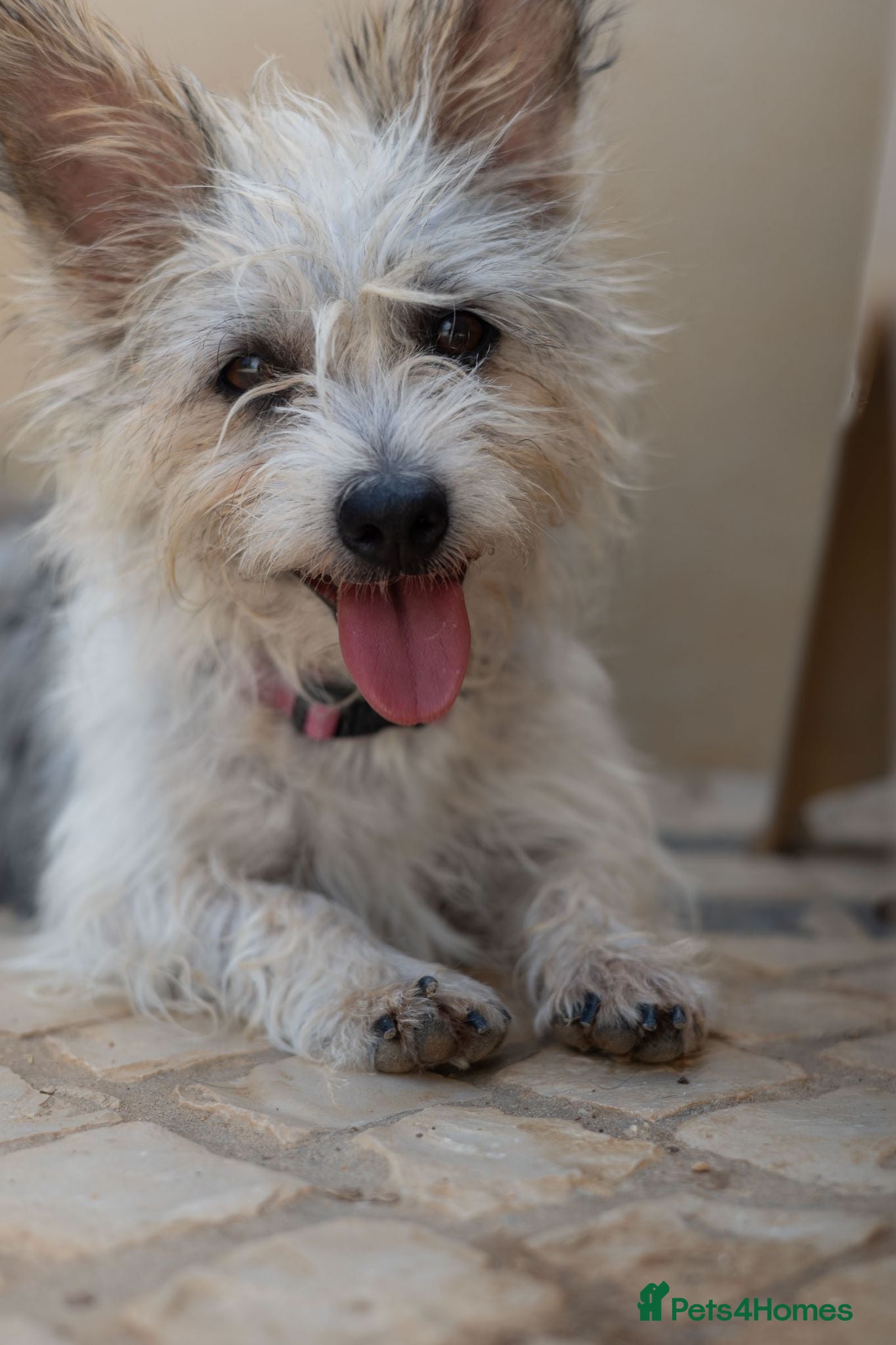 Mixed Breed dogs Marvelous Millie - Advert 2