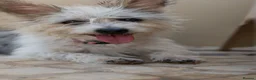 Mixed Breed dogs for adoption: Marvelous Millie - Advert 2