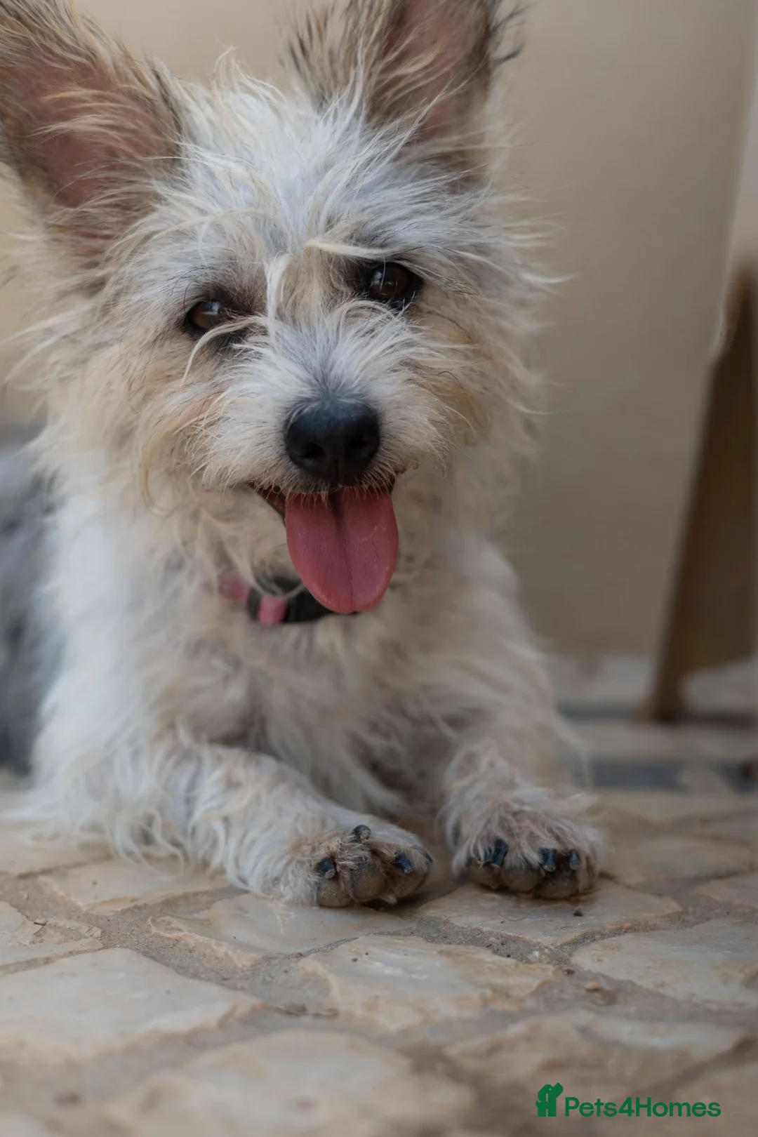 Mixed Breed dogs for adoption: Marvelous Millie - Advert 2