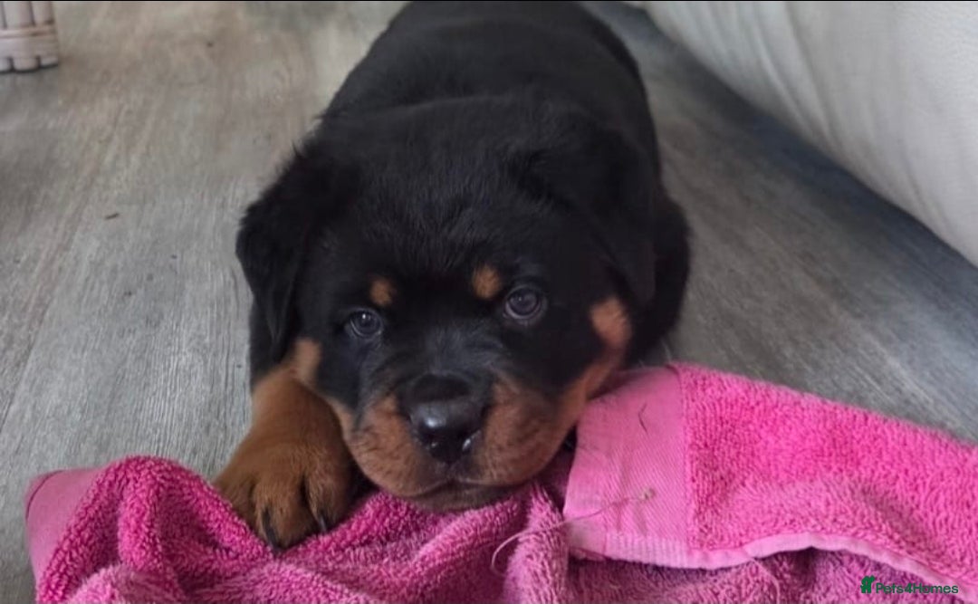 Rottweiler dogs Rottweiler Puppies – Champion & Top Bloodlines - Advert 3