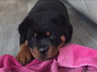 Rottweiler dogs Rottweiler Puppies – Champion & Top Bloodlines - Advert 3