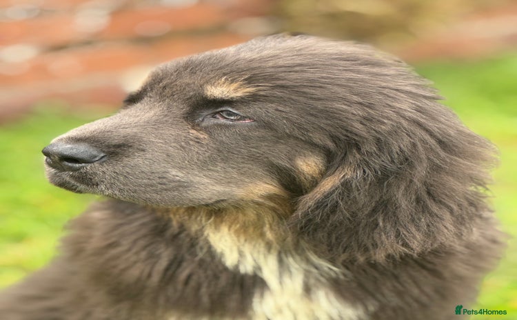 Tibetan Mastiff dogs - Advert 1
