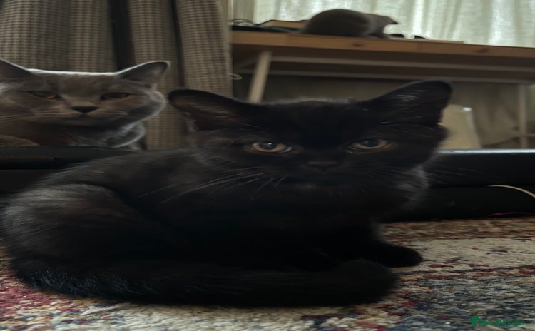 British Shorthair cats - Advert 5