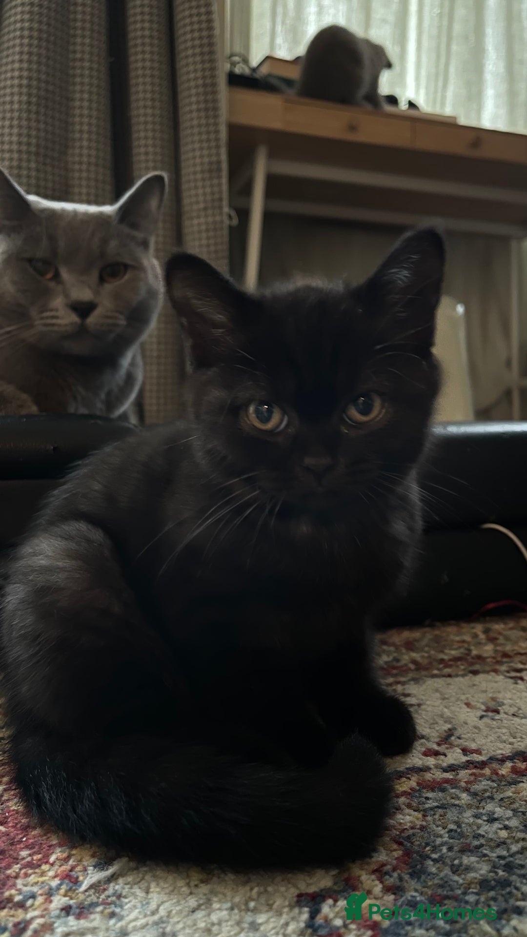British Shorthair cats for sale: British shorthair blue - Image 1
