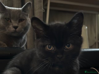 British Shorthair cats - Advert 11