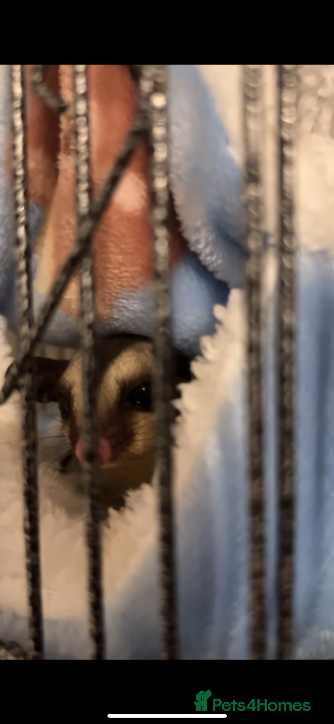 Sugar Glider rodents for sale: Two sugar gliders + large cage  - Image 6