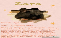 Hamster rodents for sale: Adorable Female Syrian Hamster for Adoption  - Image 10