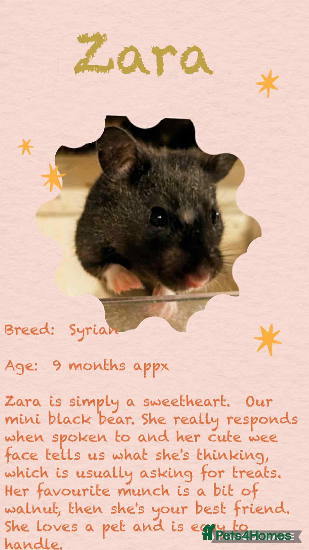 Hamster rodents for sale: Adorable Female Syrian Hamster for Adoption  - Image 10