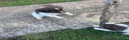 English Springer Spaniel dogs for sale: Springer Spaniel  in Amersham - Advert 7